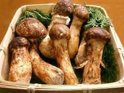 Nấm DX Agaricus thái dương Nhật bản 360 viên 3