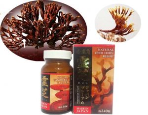 Nấm Linh Chi Sừng Hươu Nhật Bản Deer Horn Reishi 1