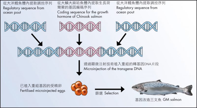 DNA cá hồi là gì ? dùng có tốt không? 2
