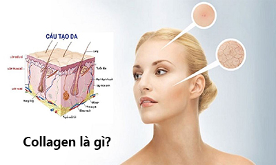 collagen là gì