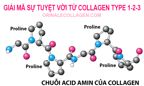 Collagen là gì? Collagen type 1 2 3 là gì?