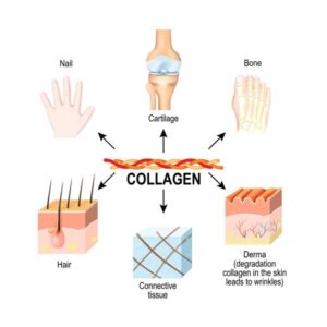 Collagen type 1 2 3 là gì?Có tác dụng gì?