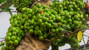 hình dạng kích thước quả sung