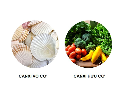 canxi hữu cơ và canxi vô cơ