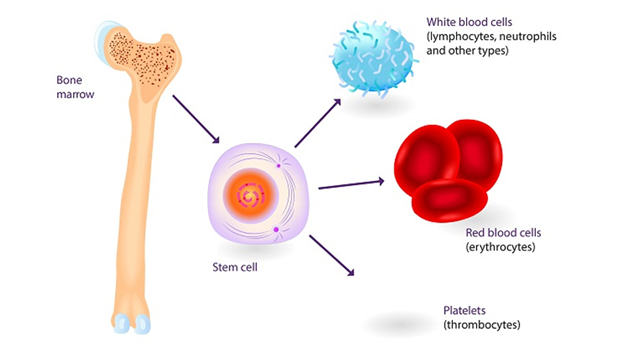 Tế bào gốc hỗ trợ trong việc điều trị ung thư