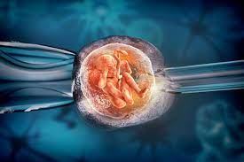 Tế bào gốc hỗ trợ thụ tinh trong ống nghiệm