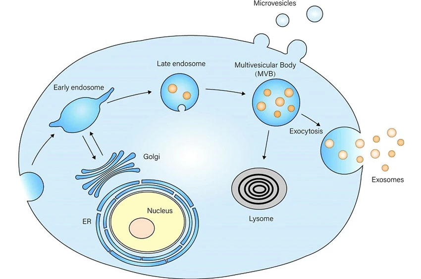 Quá trình sản xuất đạt chuẩn cấy exosome