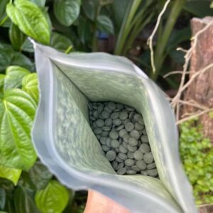 tảo canxi